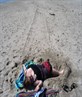 Venice Beach Roadkill