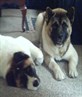 my Akita's Molley (laying down) & Atlas