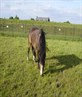 MY pony, Dez.