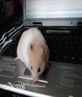 my two fav things my laptop and hamster