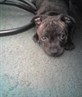 my pup ollie!