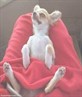 just sit and chill