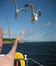 Never eat your lunch near a seagull