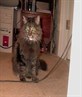 This is my cat Missy, she's 13 years old.