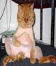 shaved pussy lol