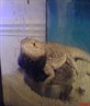 My Bearded Dragon