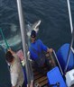 diving with great white sharks