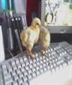 my chicks