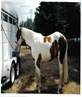 my beautiful horse Kane 2yr old handful