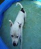 my dog harvey