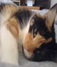 pebble the cat aint she cute