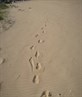 footprints in the sand...ahhhh