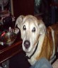 My wee Dog Sabre 18 yrs old :D