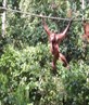 orang utan, borneo