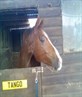my horse!