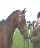 My horse Bobby.