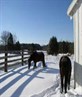 My horse and mule... 