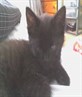 My lil baby deisel