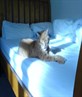 my cat (cosmo) on my bed
