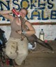 Hot n dirty feeding baby anteater in Bolivia