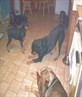 My Dogs[[<3]]...Random!