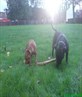 my dogs max + paddy