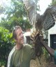 big bird!