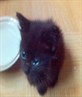 my lil kitty