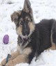 flint a a pup