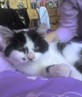 My Little Kitten