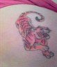 tiger right thigh