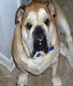 My bulldog Nyla