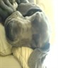 my dog