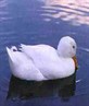 A duck :P