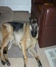 My baby pooch! (Figo)