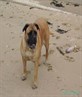 me pupy dog