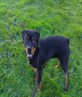 diesel 4 months old