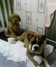 ME TWO LITTLE BABIES SADIE ME BOXER AN LOLA