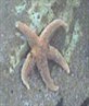 bless the starfish, i saved its life