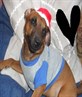 Shorty at Christmas!!