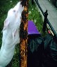 he jus loves munchin trees