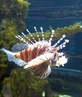 lion fish