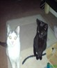 my cats
