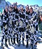 Skiing cows