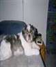 my puppy cruise