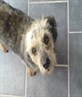 The dog that is!