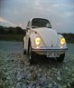 Beetle