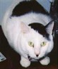 kitler!