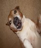Tyke the wonder dog!