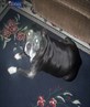 my dog phantom and hes a pitbull